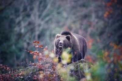Close-up of lizard on tree
