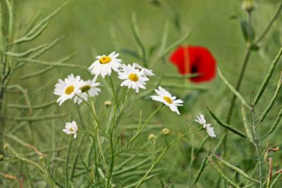 Daisies and poppy growing on field