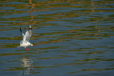 Close-up of bird flying over lake