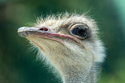 Close-up of ostrich