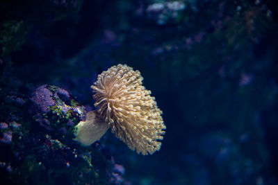 Close-up of coral in aquarium