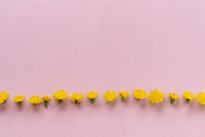 Close-up of yellow flowering plants against wall