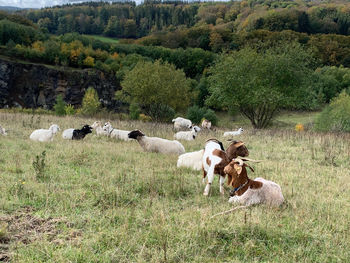 Flock of sheep in a field