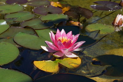 Close-up of lotus water lily in pond