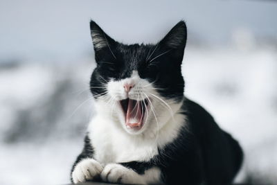 Close-up of cat yawning