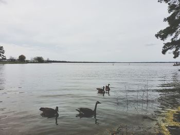 View of birds on lake against sky