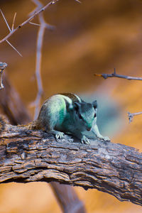 Close-up of bird perching on branch