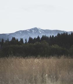 Scenic view of field against clear sky