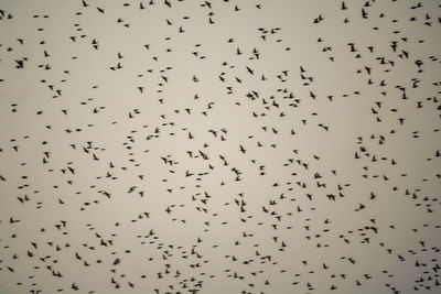 Flock of birds flying in the sky