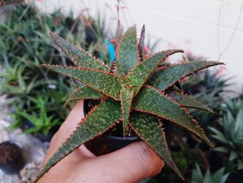 Close-up of hand holding plant