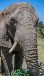 Close up of an elephant in the savannah of south africa