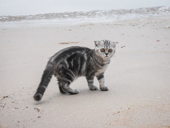 Portrait of cat walking on sand