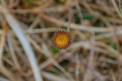 Close-up of wilted plant on field