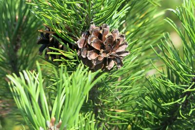 Close-up of pine cone on tree