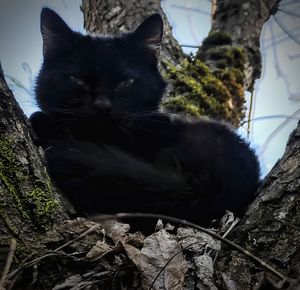 Close-up of black cat sitting on tree