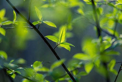 Fresh, green leaves of a bird cherry tree during spring.