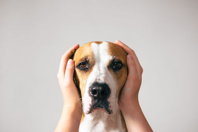 Close-up of dog against white background