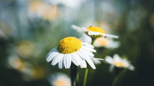 Close-up of white flowering plant