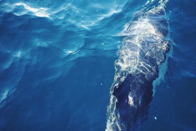 Aerial view of sea