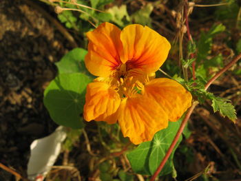 Close-up of orange flower blooming outdoors