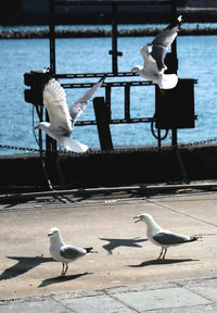 Seagulls on sea shore