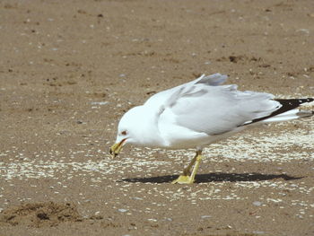 Seagull on a land