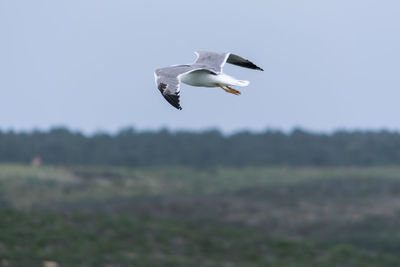 Bird flying in field against clear sky