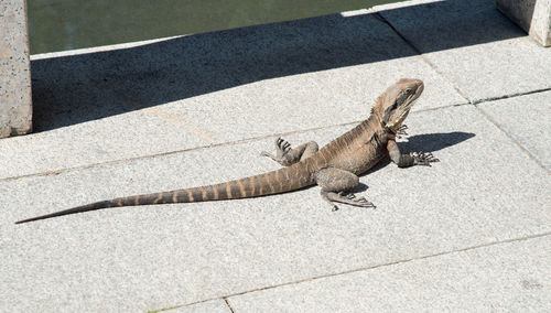 High angle view of bearded dragon on walkway