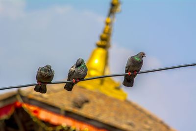 Low angle view of bird perching on pole