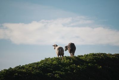 Two sheep on green hill