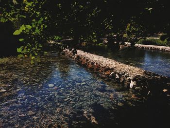 Scenic view of lake in forest