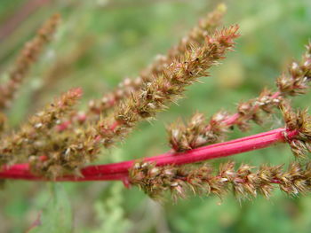 Close-up of red flowering plant