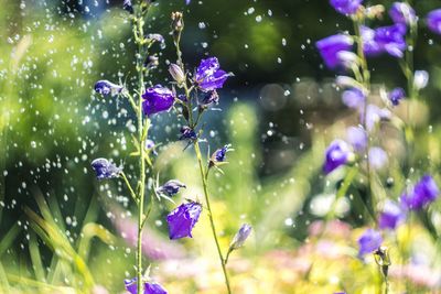 Close-up of purple flowers