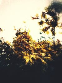 Low angle view of trees against sky