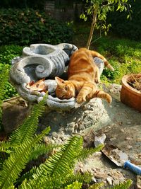 Cat lying on grass