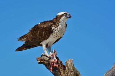 Osprey perched on tree