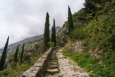 Panoramic view of trees against sky