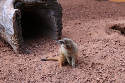 View of lizard on field