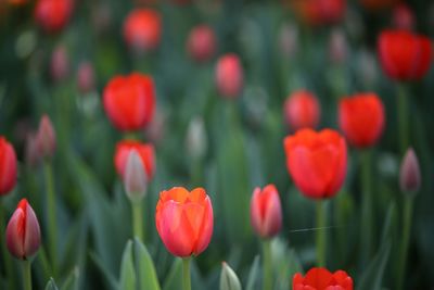 Close-up of red flower blooming in field