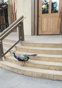 Peacock on wall