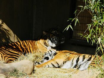 Two tigers relaxing at zoo