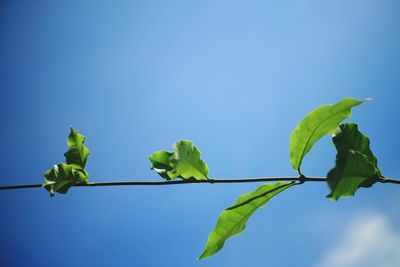 Low angle view of plant against clear blue sky