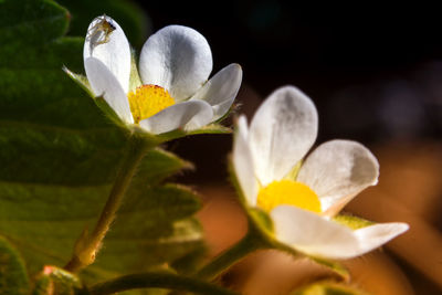 Close-up of white flowers