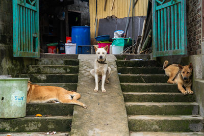 Dog standing on footpath