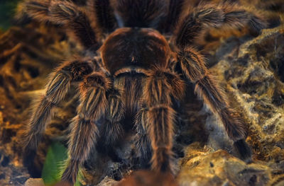 Close-up of tarantula on field