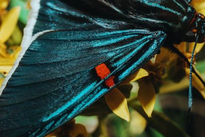 Close-up of multi colored leaves