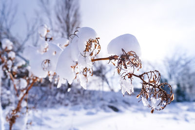 Close-up of snow covered cherry tree