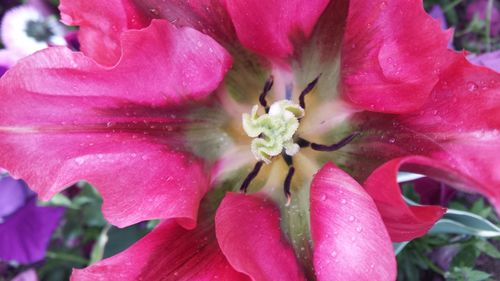 Close-up of pink flower