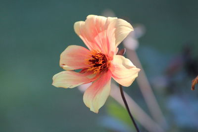 Close-up of white flower