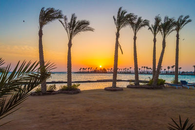 Palm trees on beach against sky during sunset